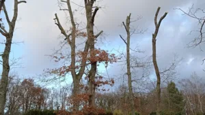 M KREIT Artisan Élagage Abattage DEVIS ET DÉPLACEMENT GRATUIT ET étage d’arbres taille de Haie pose de clôture à Nemours
