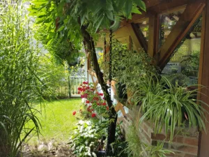 Pi-Vert à Haguenau