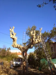 peppe jardinage à Antibes