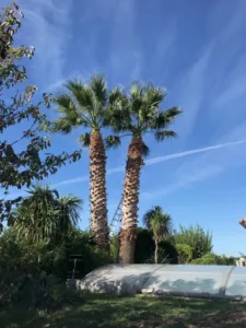 Le Bucheron à Agde