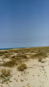 Olive Francois Paul Marie à Lège-Cap-Ferret