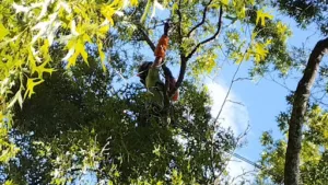 L’Essence De L’Arbre-Paysagiste à Crespières
