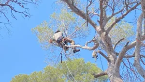 SAS PNG JARDINS à Roquebrune-sur-Argens