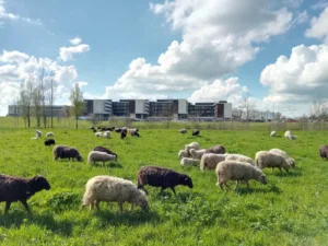 ECO-PATURE BREIZH à Silfiac