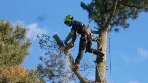ABATTAGE ELAGAGE VENDEEN à La Boissière-des-Landes