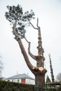 Jd élagage-elagueur 91/paysagiste- élagage 91/ Elagage / débroussaillage/ abattage d’arbre/taille de haie/ Elagueur 91/ à Longpont-sur-Orge