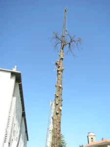 Gérard Chaudier Espaces Verts (Élagage & Soins des arbres) à Saint-Jean-Bonnefonds