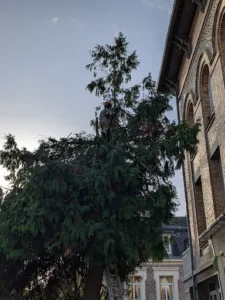 Taillis Espaces Verts – ERB Franck à La Neuville-en-Beine