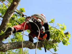Jardinier Paysagiste Carcassonne à Montréal