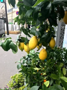 Althea Jardins à Paris