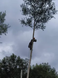 TS Arbres Elagage à Fauch