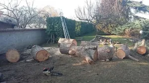 Entreprise Gurhem – Location de Bennes – Elagage 77 à Lagny-sur-Marne