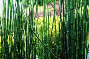Cré-actif – Paysagiste jardinier – entretien et création – Angers à Longuenée-en-Anjou