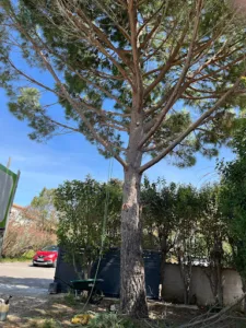 Le Quetzal – Arboriste Grimpeur Élagueur – Entretien de Jardin à Béziers