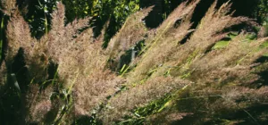 Les Mains de Jardin à Tours