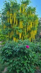 L’Univers du Jardin à Maule