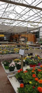 Horticulteur NICOLAS BAILLY à Saint-Marcel