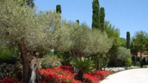 Fernandes Jardins à Antibes