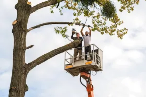ENTREPRISE ÉLAGUEUR MONTIGNY: Élagage Abattage d’Arbres Espaces Verts Débroussaillage Pose Clôture 78 Yvelines Guyancourt à Montigny-le-Bretonneux