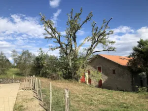 Élagueur Paysagiste – Pro Sud Elagage à Heugas
