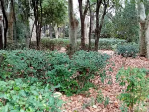 Le Trèfle à Quatre Feuilles à Lunel