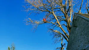 Nico elag / Élagage, Abattage D’arbres /élagueur Yvelines/ Houdan à Houdan