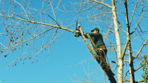 Élagueur paysagiste d’arbre en arbre à Acquigny