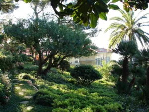 Colutea à Apt