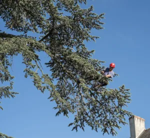 La Main à l’Arbre Elagage Mâcon à Navour-sur-Grosne