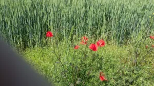 Créa-Vert à Villars-les-Dombes