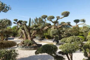 Ets Derbez – Pépinière, Création et Entretien de jardins à Gassin