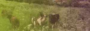 Ecopaturage à Fontenay-lès-Briis