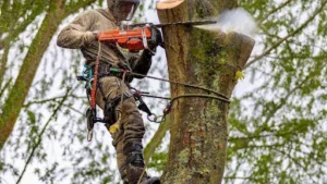 Allais Élagage 78 à Maurepas