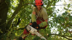 Gabard élagage à Clamart