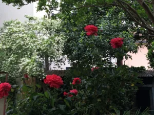 Le Jardin Retrouve à Tournay