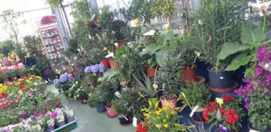 LA JARDINERIE DERISA à Plouër-sur-Rance