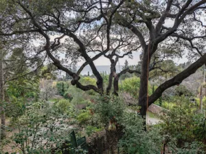 Arbre occitan à Frontignan