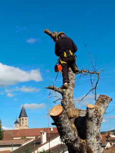 Pothier Corsin Paysagiste à Cluny