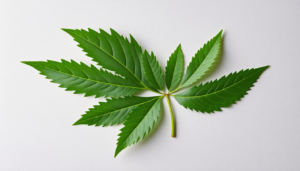 Apaiser les piqûres d’insectes et d’orties avec le Plantain Lorsque les beaux jours arrivent, la nature reprend ses droits et avec elle, les insectes. Parmi les désagréments les plus communs que l’on rencontre en extérieur, les piqûres d’insectes peuvent transformer […]