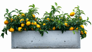 Dans les régions au climat frais, cultiver des agrumes peut représenter un défi. Pour assurer leur croissance harmonieuse et protéger leurs racines du froid, il est indispensable d’adopter des solutions adaptées et durables. Maçonner une jardinière en béton isolée s’avère […]
