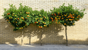 Dans le cadre d’un aménagement de jardin optimisé, particulièrement lorsque l’espace manque, la plantation d’arbres fruitiers palissés en espalier contre un mur s’impose comme une solution élégante et efficace. Cette méthode ancestrale d’horticulture allie esthétisme et productivité, transformant les murs […]