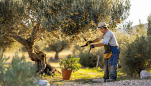 L’entretien d’un olivier centenaire s’inscrit dans une tradition de patience et de respect de la nature, où chaque geste compte pour préserver la vigueur de cet arbre noble tout en favorisant sa production abondante. Dans un contexte où la durabilité […]