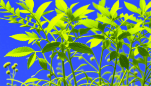 La gestion de la prolifération des plantes aux racines invasives, telles que le bambou et le liseron, constitue un enjeu majeur pour de nombreux jardiniers et propriétaires. Incarnant à la fois beauté et risque, ces espèces nécessitent une compréhension approfondie […]