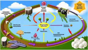 Dans le monde fascinant de l’agriculture, le cycle de l’azote joue un rôle central dans notre quête pour une fertilité optimale et durable. Alors que les agriculteurs et les paysagistes se confrontent à des défis environnementaux croissants, comprendre ce cycle […]