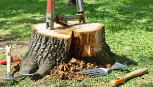 Au cœur d’un jardin ou d’un espace vert, la présence d’un vieux tronc d’arbre dessouché peut rapidement devenir un obstacle à l’aménagement, à la croissance des plantations environnantes, ou simplement à l’esthétique de votre terrain. Lorsque les conditions ne permettent […]