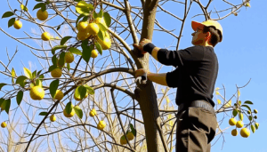 La taille des arbres fruitiers est une pratique essentielle qui a un impact direct sur leur santé, leur esthétique et leur capacité à produire des fruits de qualité. Dans cet article, nous allons plonger dans les subtilités de trois types […]