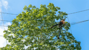 Élaguer un arbre de grande hauteur en accès difficile représente un défi notable pour tout arboriste. Que ce soit pour préserver la santé de l’arbre, assurer la sécurité des alentours, ou simplement entretenir un espace vert, cette opération exige rigueur, […]