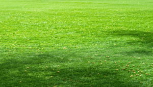 Le semis de gazon à la volée est une technique ancestrale qui fascine par sa simplicité et son efficacité lorsque l’on maîtrise les bons gestes. Ce mode de semis consiste à disperser les graines à la main, sans suivre de […]