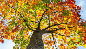 Alors que l’hiver approche, il devient essentiel de se pencher sur la santé et la vitalité de vos érables, ces arbres aux couleurs éclatantes synonymes de sérénité et d’authenticité. Préparer votre érable pour la saison froide demande un savoir-faire précis […]