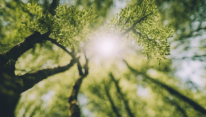 Découvrez dès maintenant les meilleurs arbres à planter en mars pour embellir votre jardin et profiter d’une nature florissante toute l’année ! Les différents types d’arbres à planter en Mars En ce mois de mars, le retour des beaux jours […]